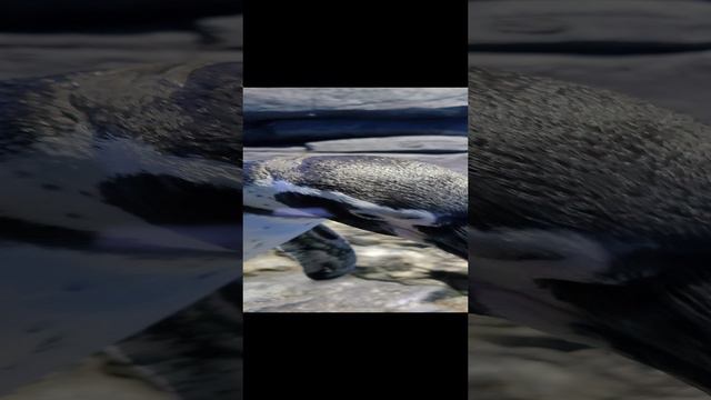 Пингвины Пхукета! смотреть онлайн