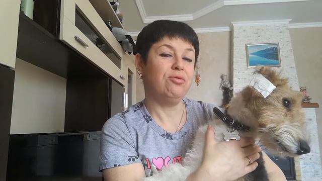 МОИ ЖИВОТНЫЕ/ПЁС РИЧ смотреть онлайн