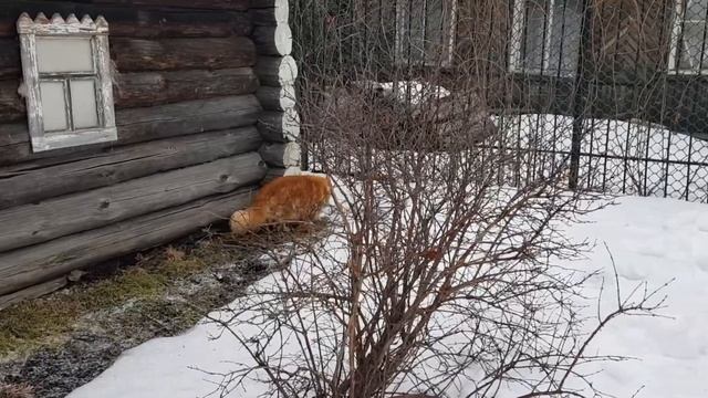 Кот гуляет по снегу! Открытие дачного сезона! смотреть онлайн