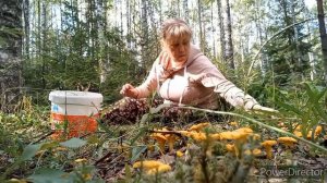 Лес , 🍄Грибы , Вот это я понимаю прогулка , Если Донесла,  Ступить некуда