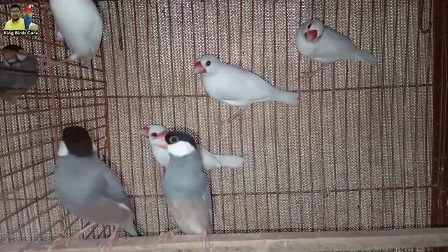 Java breeding progress in summer | How to get maximum healthy chicks | Java Breeding tips | java смотреть онлайн