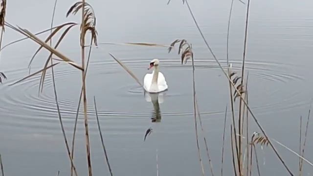 Лебедь на пруду! смотреть онлайн