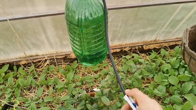 Как сделать капельный полив в теплице своими руками быстро легко и дёшево из медицинской капельницы смотреть онлайн