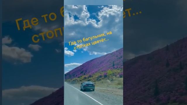 Дорога от Благовещенска до Тынды. так цветёт багульник в Сибири смотреть онлайн