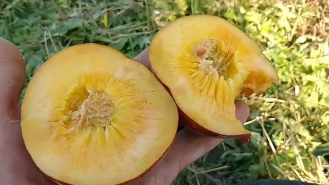 Персик Франкойз (Франсуазе). Peach Francoise. Самий крупний на свій час сорт персика смотреть онлайн