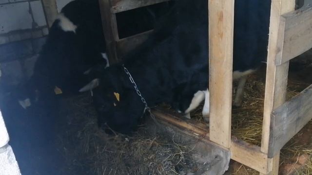 Отел первотелки / Доение первотелки / Телята. смотреть онлайн