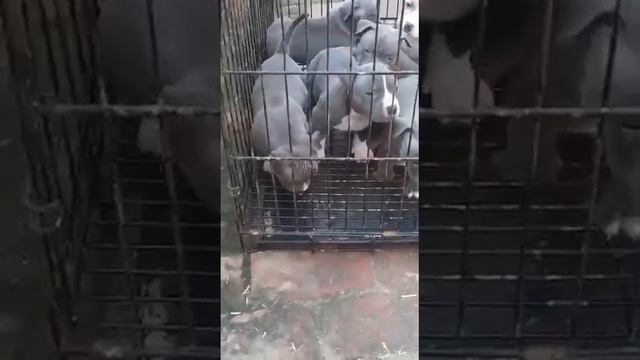 ÀM BULLY TOP QUALITY POCKET SIZE 🔥🔥🔥🔥FO SALE AT CHEAP PRICE смотреть онлайн