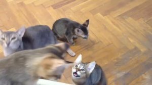 Чаузи чирикают