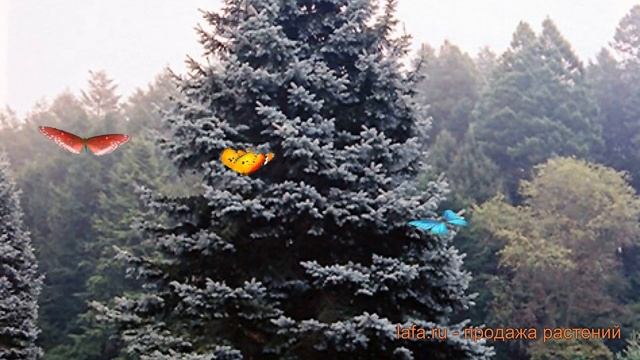 Ель колючая Роял Блю (picea royal-blyu) ? ель Роял Блю обзор: как сажать саженцы ели Роял Блю смотреть онлайн