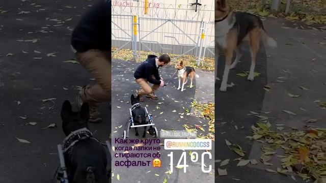 Инвалидные коляски для собак Running Dog's смотреть онлайн