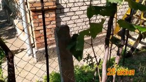 Сорт винограда Юпитер, качество опыления и урожай