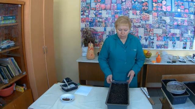 Сальвия посев семян. Как и когда сажать цветы сальвия.