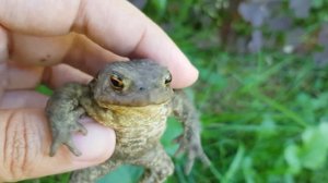 Жаба квакает