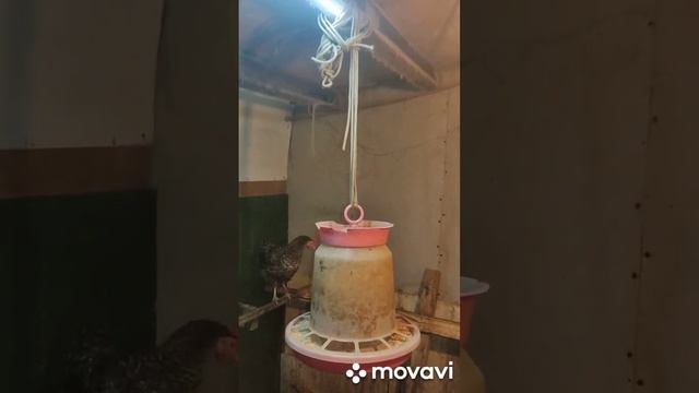 Оплодотворение куриного яйца... смотреть онлайн