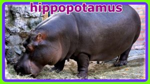 Farm Animal and Wild Animal Guessing Game For Kids