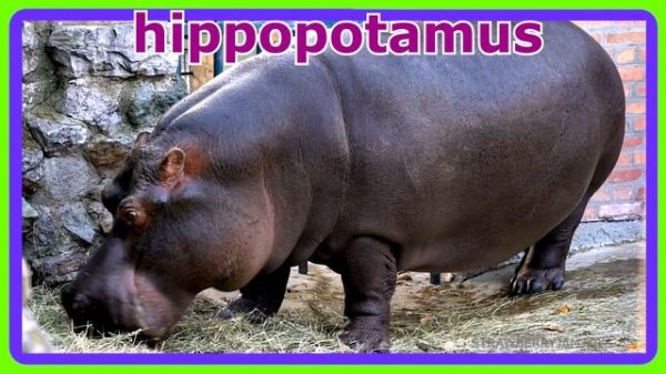 Farm Animal and Wild Animal Guessing Game For Kids