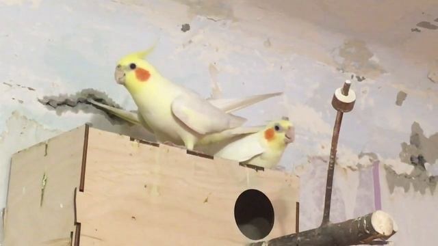 Спаривание корел