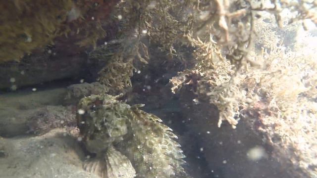 морской окунь смотреть онлайн