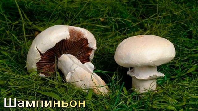 Грибы съедобные и несъедобные. смотреть онлайн