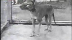 Сумчатый волк (Thylacinus cynocephalus)