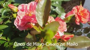 РОЗЫ ТОП-9 ЛУЧШИЕ Флорибунды #розы #лучшиефлорибунды