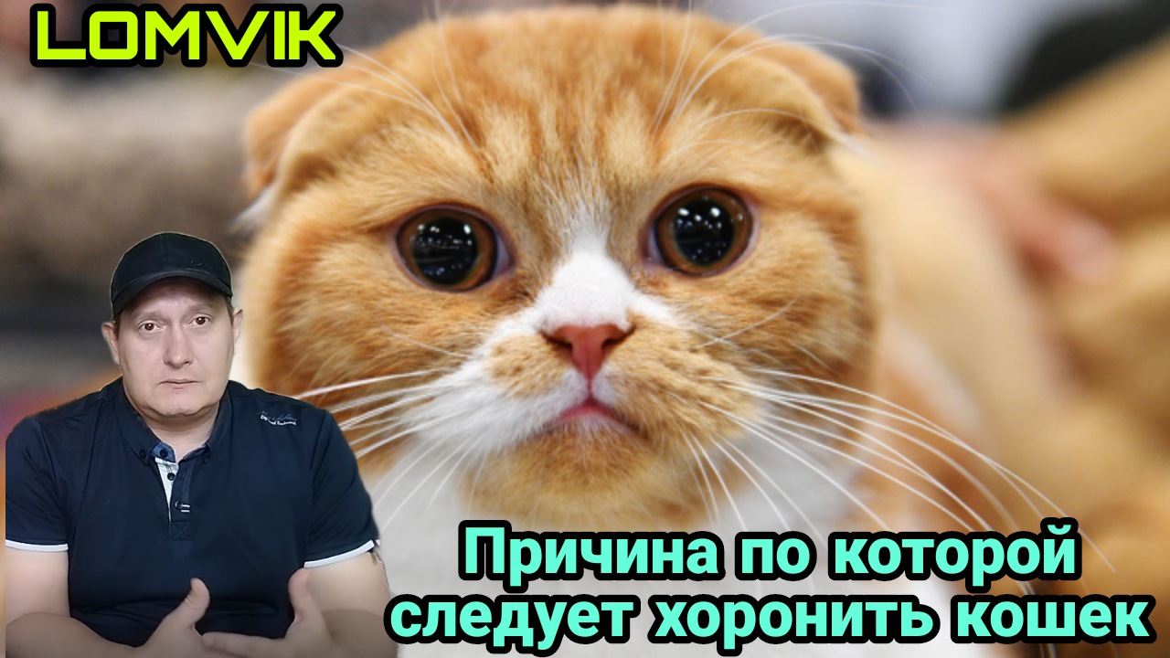 Причина по которой следует хоронить кошек смотреть онлайн