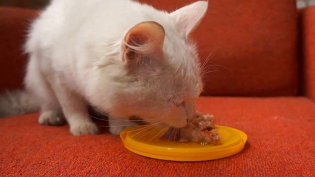 Чей котенок? Ходит каждый день по подъезду,скребётся во все двери,просится в квартиры смотреть онлайн