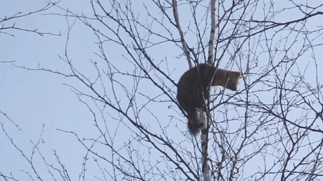 Музыка охоты: лайки чуют соболя смотреть онлайн