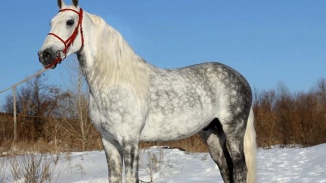 Лошадь Орловский рысак и её особенности | Коневодство | Порода лошадей Орловский рысак смотреть онлайн