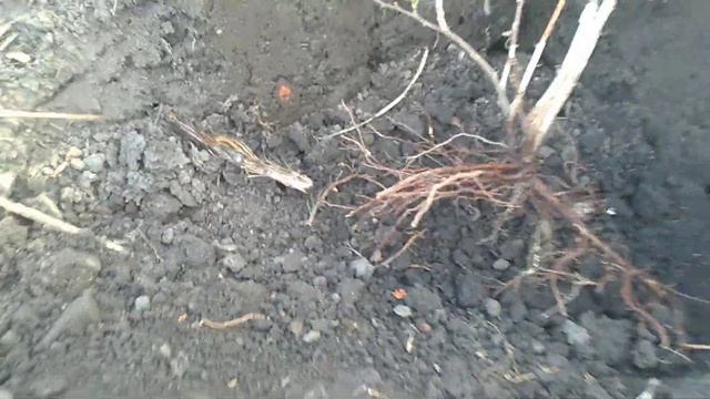 Посадка Йошты . Размножение и обрезка .