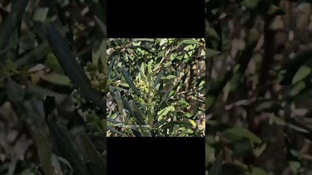 начало цветения оливок Fleurs D'olivier