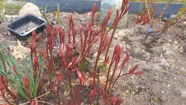 Петуния уже в саду.Первоцветы вызывают улыбку. 22.04 2023г. смотреть онлайн