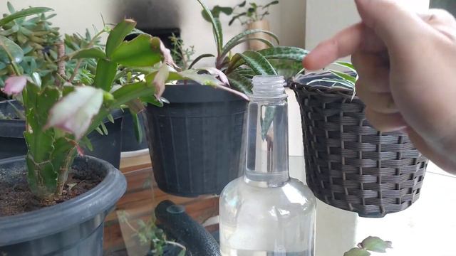 🔴TENHA MUITAS FLORES DE MAIO 🌺 - COMO PLANTAR FLOR DE MAIO - COMO CUIDAR DA PLANTA FLOR DE MAIO смотреть онлайн