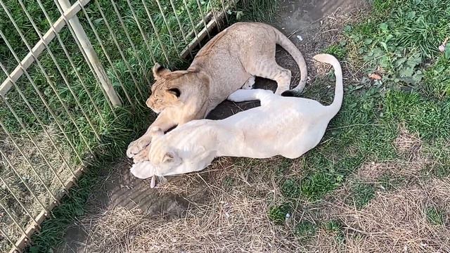 Львята / Парк Львов «ЗЕМЛЯ ПРАЙДА» смотреть онлайн