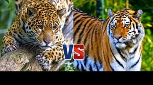 ЯГУАР ПРОТИВ ТИГРА!КТО СИЛЬНЕЕ//БАТЛ ЖИВОТНЫХ//(A.B.B)