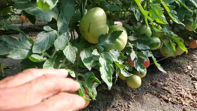 Томат Пинк Маргари.Второй сбор .5 июня. смотреть онлайн