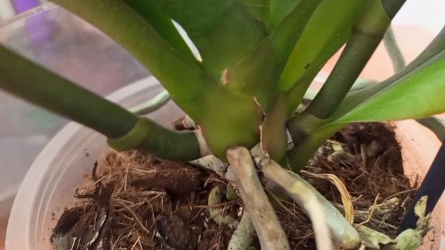 08.11.2023. ОРХИДЕЯ ,,ЛАС ВЕГАС,, ПУСТИЛАСЬ В РОСТ!!! смотреть онлайн