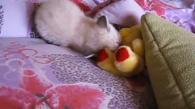 Злючка смотреть онлайн