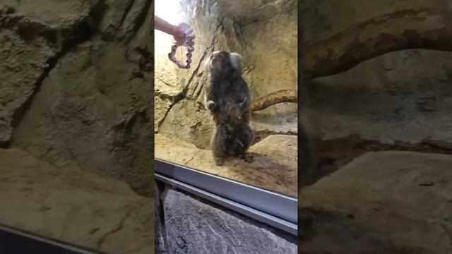 Фанфи парк, Краснодар. Куда пойти с ребёнком в Краснодаре. смотреть онлайн