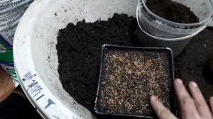 Сеем ремонтантную клубнику семенами Альбион и Королеву Елизавету-2.