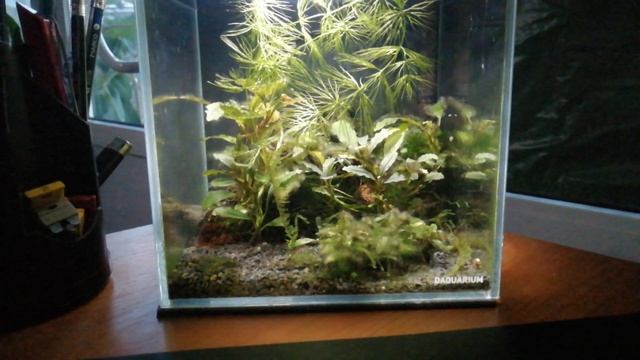 Мой аквариум 5 литров в офисе.