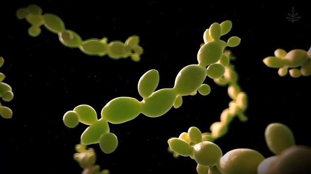 Yeast, the Sustainable Protein Source for Dogs смотреть онлайн