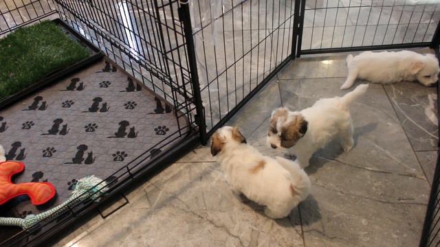 Coton De Tulear Puppies For Sale - Moriah 5/1/23