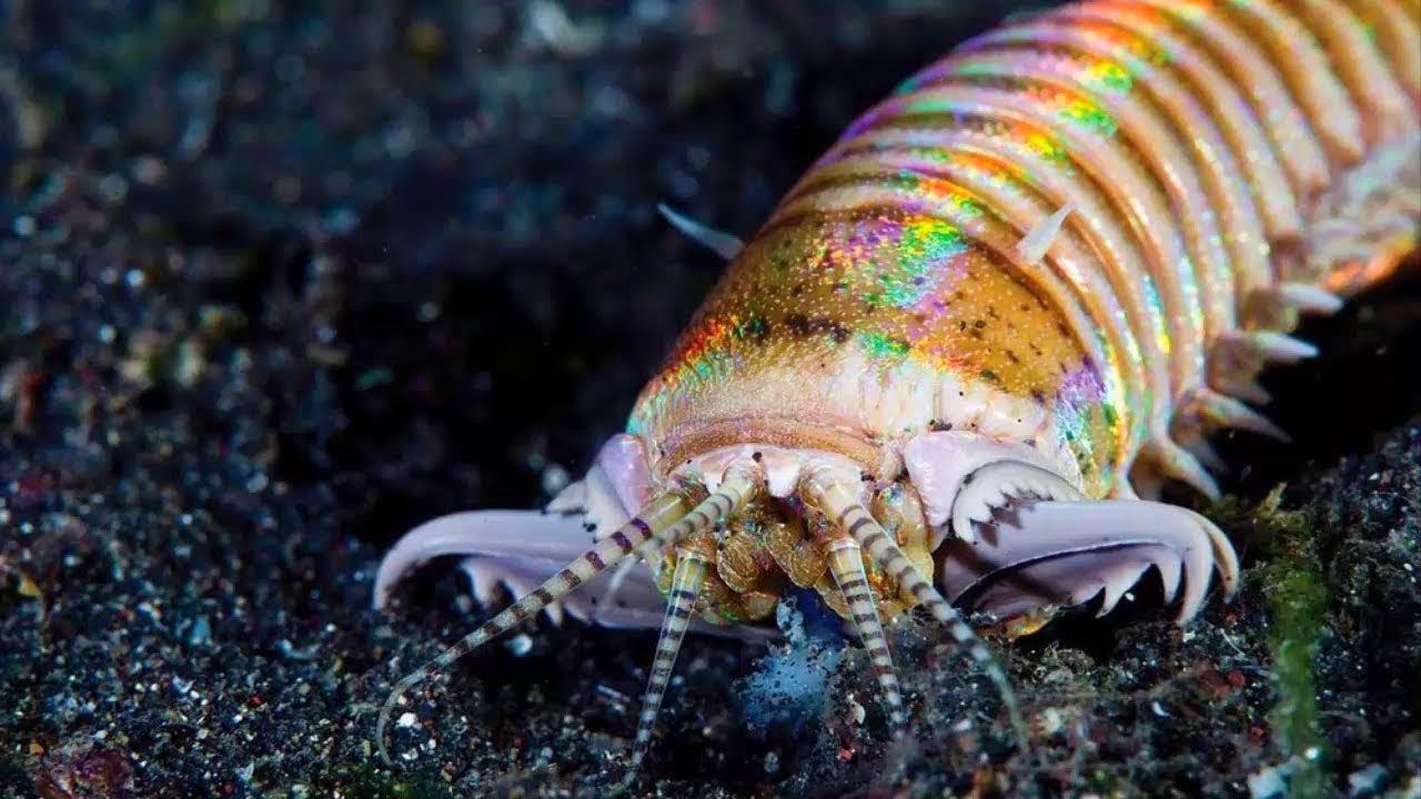 3 метровый морской червяк, проглатывает рыб, осьминогов и кальмаров! смотреть онлайн