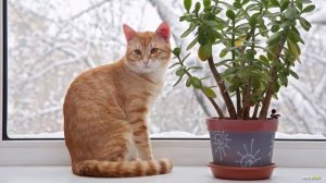 Очень ОПАСНЫ ДЛЯ КОШЕК - самые ЯДОВИТЫЕ КОМНАТНЫЕ растения