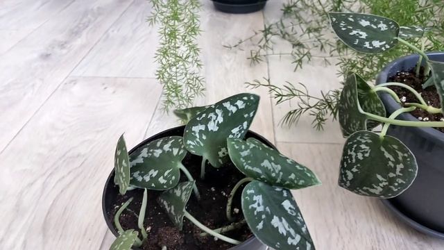 Комнатные цветы. Аспарагусы из семян. Драцена после обрезки и сциндапсус пиктус. 14 июля 2021 г. смотреть онлайн