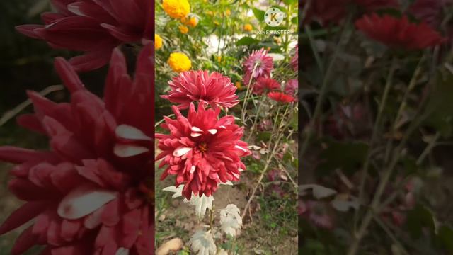 Gladiolus flower 🌼.Dahlia 🌼 Rose 🌹Marigold plants. My garden. Winter's flowers. смотреть онлайн