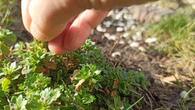 Обриета ? перезимовала на новом месте! смотреть онлайн