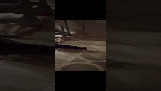 новый котик