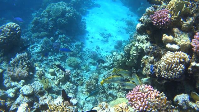 ras mohamed 4K смотреть онлайн